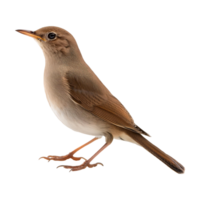 Brown Nightingale with a Delicate Frame, Isolated on Transparent BackgroundBrown Nightingale with a Delicate Frame, Isolated on Transparent Background png