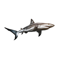 Inquisitive Grey Reef Shark with Open Mouth and Sharp Teeth png