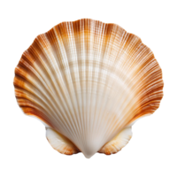 Close-up of a Scallop Shell, showcasing its intricate fan-shaped structure png