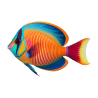 Close-up of a Harlequin Tuskfish, showcasing its striking colors and patterns png