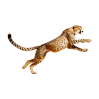 The Speed of a Cheetah on transparent background png
