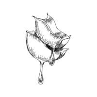 Organic aloe slices with water drops ink graphics. Hand drawn line art illustration, suculent, aloe composition for drug store, spa, skin care label, logo design. Packing box for cosmetics vector