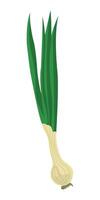 cebollin, cebollin chino, onion, Raw green spring onion vector