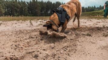 trained military canine actively searching in sandy terrain with determination and focus, showcasing the vital role of dogs in security and defense operations photo