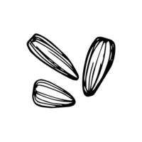 Sunflower seeds sketch. Nut. Illustration isolated on white background. vector