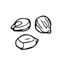 Corn seeds sketch. Outline icon. vector