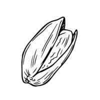 Hand drawn pistachio doodle. Nuts in sketch style. illustration isolated on white background. vector