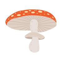 A detailed illustration of a single amanita with a white stem and a red cap covered in white spots. The mushroom is depicted from a side view, showcasing its gills and textured stem vector
