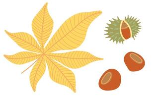 Illustration of an autumn leaf and chestnuts. The yellow leaf with detailed veins is paired with a spiky green chestnut shell and two brown chestnuts, representing the fall season vector