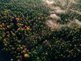 Autumn forest aerial drone view photo