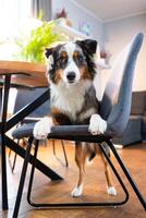Australian Shepherd dog sitting on a chair in a room, showcasing the breeds beauty and loyalty photo