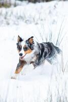 Australian Shepherd dog exploring the snowy landscape on a beautiful winter day, showcasing the breeds versatility and endurance photo