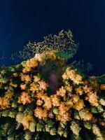 Aerial Drone view of colorful top of the forest and a lake at Autumn photo