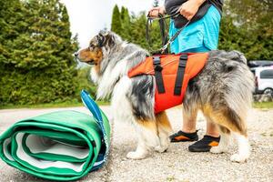 Australian Shepherd dog with life jacket and inflatable SUP board photo
