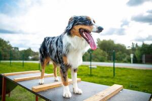 An australian shepherd dog doing agility photo