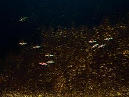 Group of colorful kayaks in a row on a dark water river with surrounding greenery photo