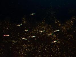 Group of colorful kayaks in a row on a dark water river with surrounding greenery photo