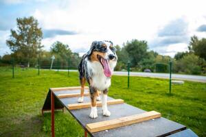 An australian shepherd dog doing agility photo