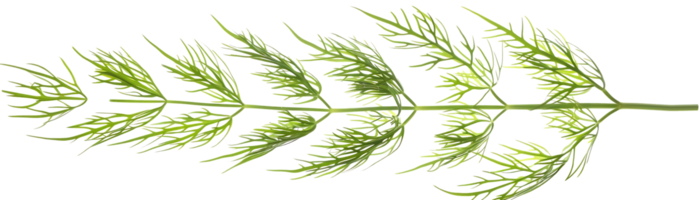 Green Dill Sprig Illustration - A Detailed Closeup of a Single Dill Sprig png