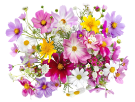 Vibrant Cosmos and Daisy Bouquet with a Transparent Background png