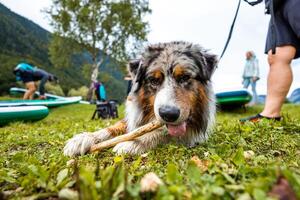 Close Up of an Australian Shepherd Dog Playing with a Stick, Loyal Companion photo