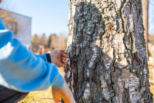 Man in the forest preparing a birch tree for sap collection with a spile and drill on a sunny spring day. photo