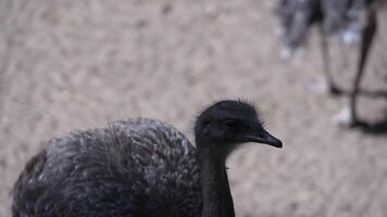 Darwin's Rhea takes a stroll around the zoo grounds video