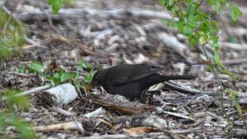 Blackbirds search for worms in the ground and leaves with their beaks, close-up video