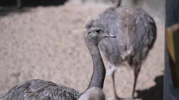 Darwin's Rhea takes a stroll around the zoo grounds video