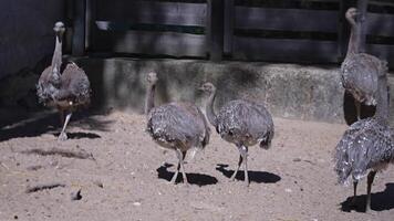 Darwin's Rhea takes a stroll around the zoo grounds video