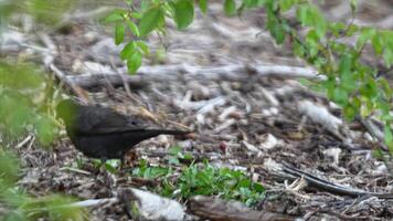 Blackbirds search for worms in the ground and leaves with their beaks, close-up video
