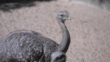 Darwin's Rhea takes a stroll around the zoo grounds video