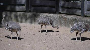 Darwin's Rhea takes a stroll around the zoo grounds video