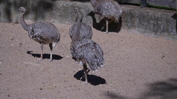 Darwin's Rhea takes a stroll around the zoo grounds video