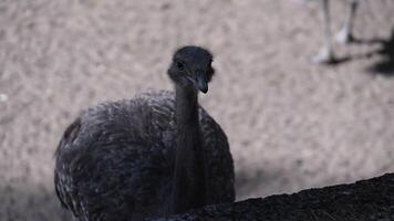 Darwin's Rhea takes a stroll around the zoo grounds video