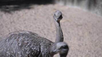Darwin's Rhea takes a stroll around the zoo grounds video