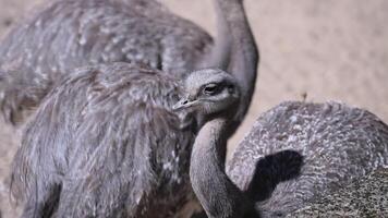 Darwin's Rhea takes a stroll around the zoo grounds video