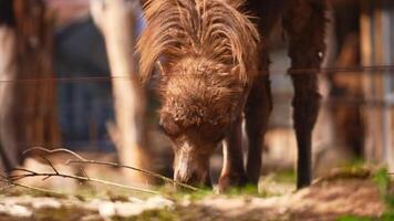 Bactrian camels are eating on a sunny day in the zoo video