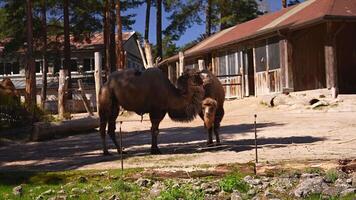 Two Bactrian camels are eating on a sunny day in the zoo video