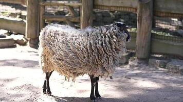 Grey sheep at the zoo video