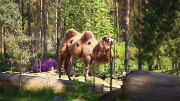 Bactrian camels are eating on a sunny day in the zoo video