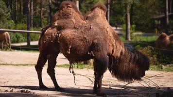 Bactrian camels are eating on a sunny day in the zoo video