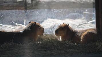 Capybaras relax in a hay box at the zoo video