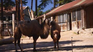 Two Bactrian camels are eating on a sunny day in the zoo video