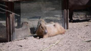 Capybaras relax in a hay box at the zoo video