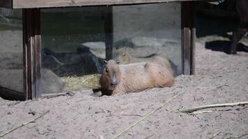 Capybaras relax in a hay box at the zoo video