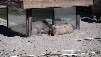 Capybaras relax in a hay box at the zoo video
