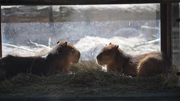 Capybaras relax in a hay box at the zoo video
