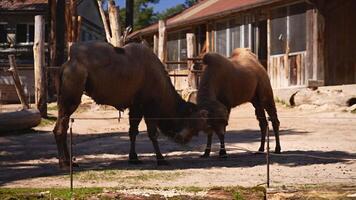 Two Bactrian camels are eating on a sunny day in the zoo video