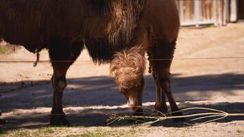 Two Bactrian camels are eating on a sunny day in the zoo video